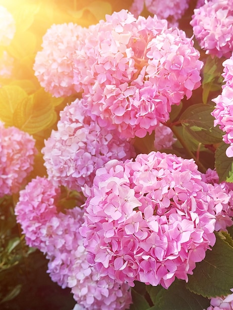 Hydrangea pink flowers