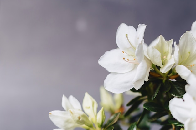 Hydrangea in vase on dark background