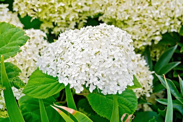 Hydrangea white fluffy