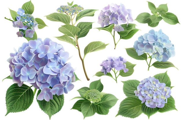 Hydrangeas with Bushy Leaves Set