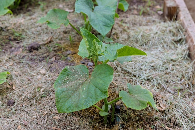 Hydroponic cultivation of cucumbers in greenhouse with spring seedlings