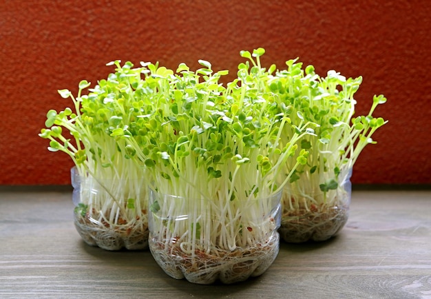 Hydroponic Daikon Microgreens or Kaiware Daikon Grown in Reuse PET Water Bottles Ready for Harvest