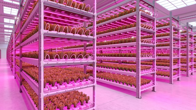 Hydroponic indoor vegetable plant factory in exhibition space warehouse Interior of the farm hydroponics Green salad farm Lettuce Roman growing in greenhouse with led lightning 3D render