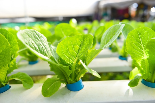 Hydroponic lettuce growing in garden hydroponic farm lettuce salad organic