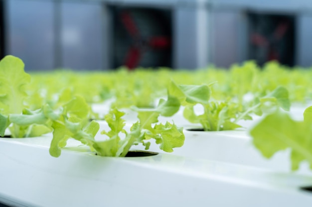 Hydroponic lettuce in hydroponic pipe. plants using mineral nutrient solutions in water without soil. Close up planting Hydroponics plant. Hydroponic Garden. the vegetables are very fresh.