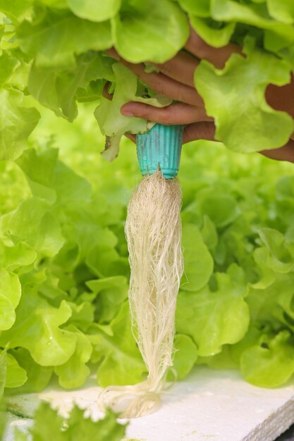 Hydroponic lettuces in hydroponic pipe