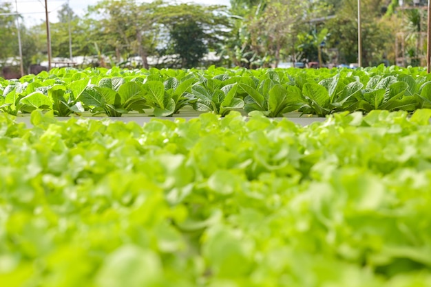 Hydroponic plants growing on water without soil agriculture organic health food nature leaf crop vegetables garden hydroponic vegetables from hydroponic farms fresh green oak lettuce and green cos