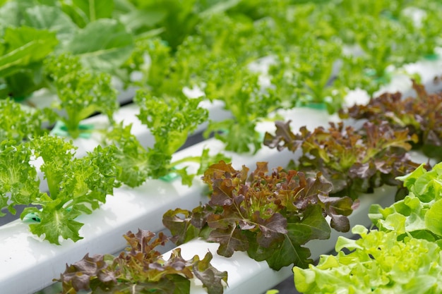 Photo hydroponic salad farm grows leafy greens using a soilless system nutrientrich water feeds the plants