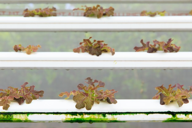 Hydroponic vegetable planting, growing without soil