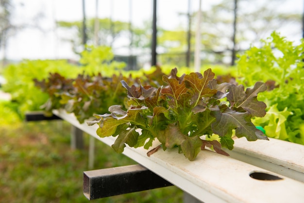 Hydroponic vegetables in farm.Organic Hydroponic green leaf lettuce vegetables plantation in close system for healthy.