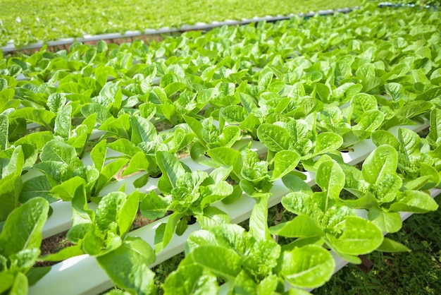 Hydroponic vegetables from hydroponic farms fresh green cos lettuce growing in the garden hydroponic plants on water without soil agriculture organic health food nature Chlorophyll leaf crop bio