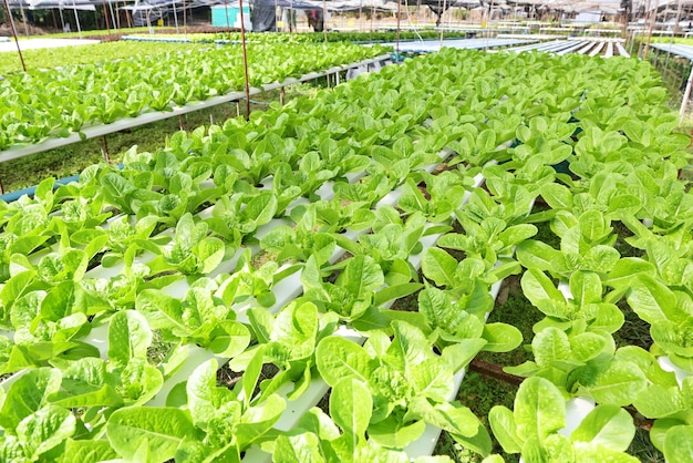 Hydroponic vegetables from hydroponic farms fresh green cos lettuce growing in the garden hydroponic plants on water without soil agriculture organic health food nature Chlorophyll leaf crop bio