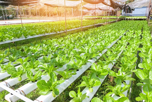 Hydroponic vegetables from hydroponic farms fresh green cos lettuce growing in the garden hydroponic plants on water without soil agriculture organic health food nature Chlorophyll leaf crop bio