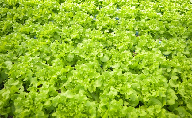 Hydroponic vegetables from hydroponic farms fresh green oak lettuce growing in the garden hydroponic plants on water without soil agriculture organic health food nature leaf crop bio