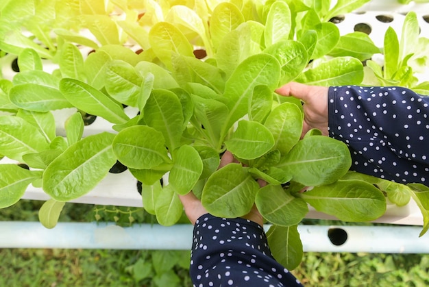 Hydroponic vegetables harvested from hydroponic farms fresh green cos salad growing in the garden woman picking hydroponic plants on water without soil agriculture organic health food nature