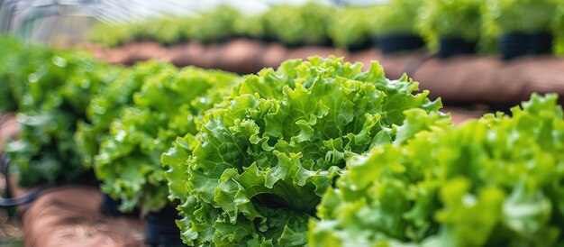 Hydroponically grown lettuces ideal for vegan diets