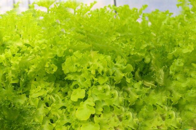 hydroponics green vegetable background.