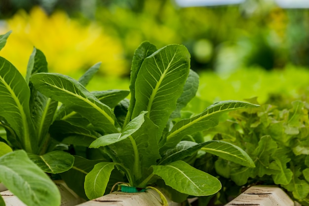  Hydroponics method of growing plants vegetables salad farm