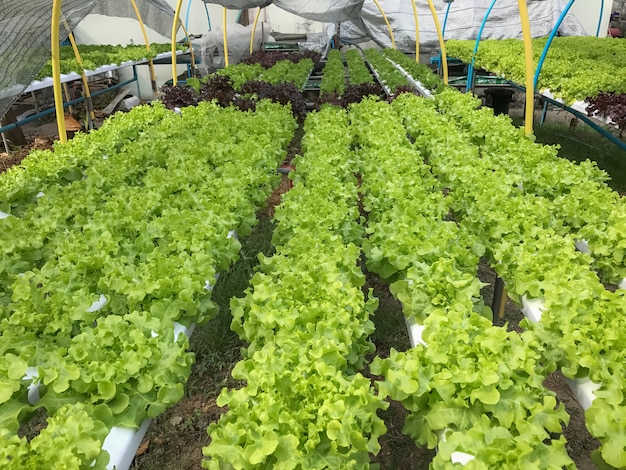 Hydroponics Organic vegetables Farms in Thailand