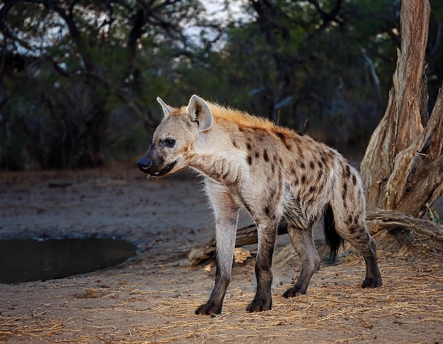 Hyena detail portrait Spotted hyena Crocuta crocuta