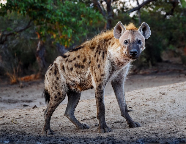 Hyena detail portrait Spotted hyena Crocuta crocuta