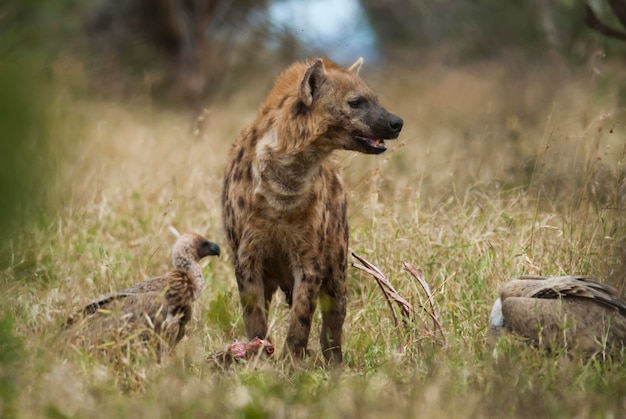 Hyena eating Kruger National Park South Africa