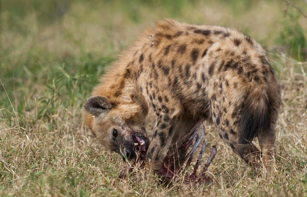 Hyena eating Kruger National Park South Africa