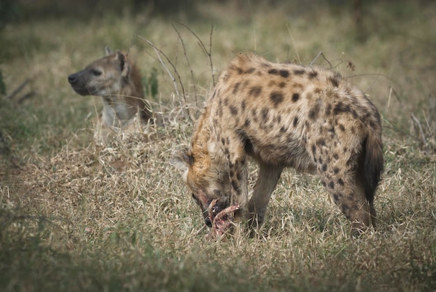 Hyena eating Kruger National Park South Africa