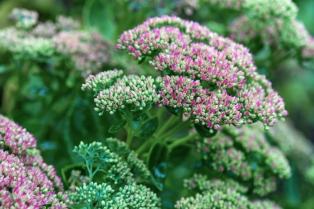 Hylotelephium spectabile (Sedum spectabile) flowering plant of stonecrop family Crassulaceae, native to China and Korea