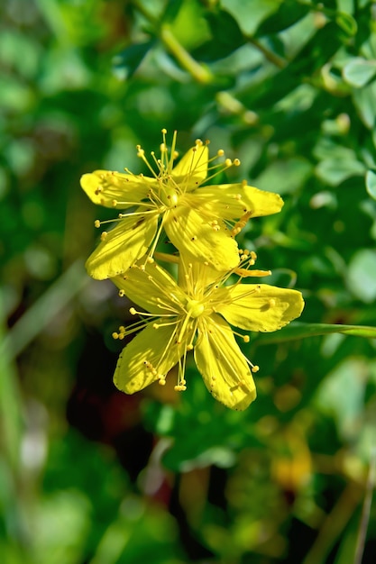 Hypericum flower in the grass