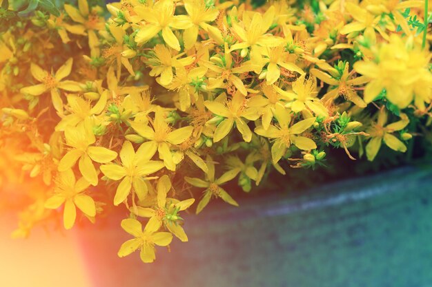 Hypericum herbal natural background Tutsan flowers in sunny day