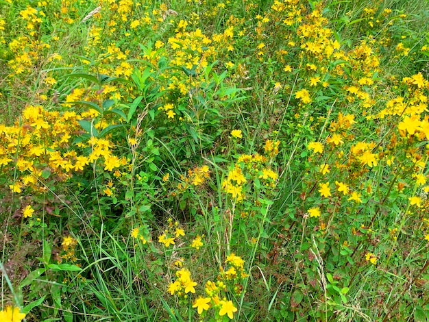 Hypericum perforatum grows on field, medicinal plants. 