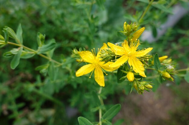 Photo hypericum plant or st john's wort cultivation and flower of hypericum medicinal plant