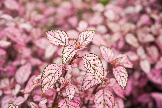 Hypoestes phyllostachya, the polka dot plant