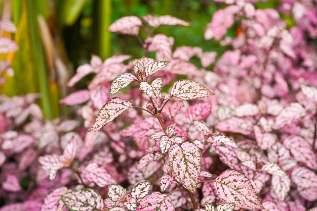 Hypoestes phyllostachya, the polka dot plant