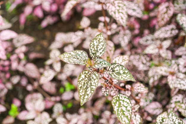 Hypoestes phyllostachya, the polka dot plant