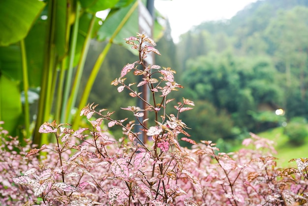 Hypoestes phyllostachya, the polka dot plant