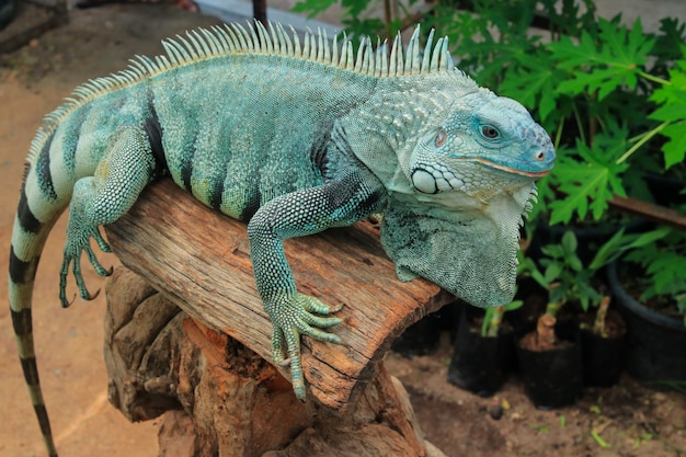 Hypomelanistic morph Iguana