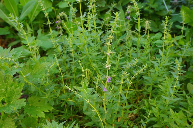 Hyssop grows in the village garden. Green twigs with small blue flowers. Useful medicinal plant.