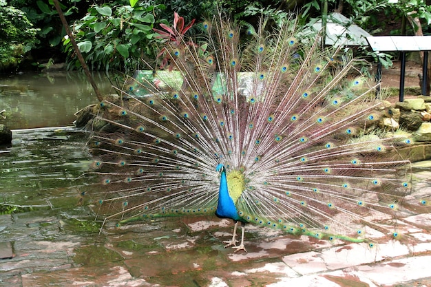 I saw a peacock panning show beauty