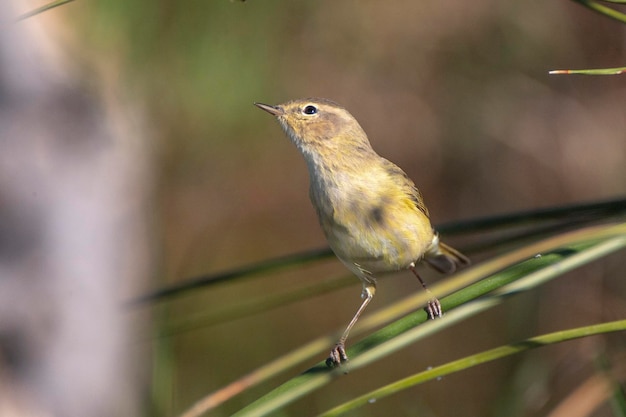 Iberian chiffchaff (Phylloscopus ibericus) Cordoba, Spain