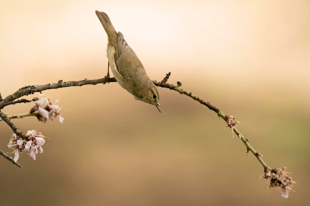 Iberian chiffchaff with the first light of the day in a forest of oaks and pines in spring