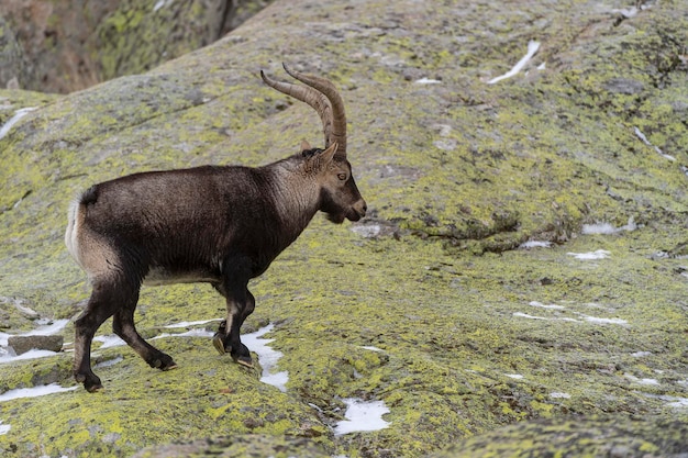 Iberian ibex (Capra pyrenaica victoriae) Avila, Spain