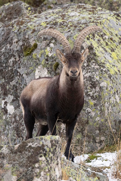 Iberian ibex Capra pyrenaica victoriae Avila Spain