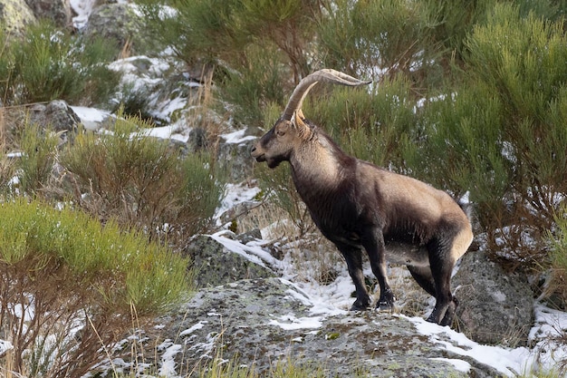 Iberian ibex Capra pyrenaica victoriae Avila Spain