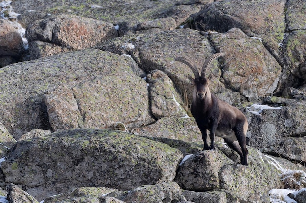 Iberian ibex Capra pyrenaica victoriae Avila Spain