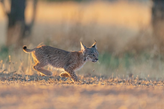 Iberian lynx (Lynx pardinus) Ciudad Real, Spain