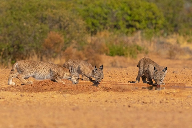 Iberian lynx (Lynx pardinus) Ciudad Real, Spain