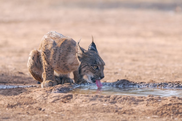 Iberian lynx Lynx pardinus drinking water on a hot summer afternoon