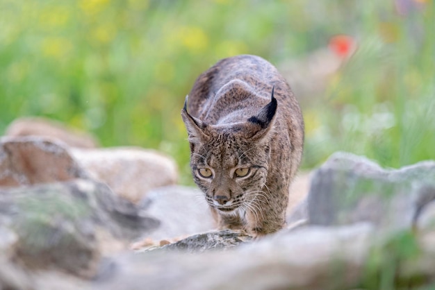 Photo iberian lynx lynx pardinus jaen spain